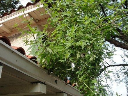 Large plant growing out of gutter