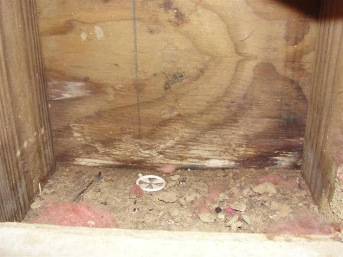 Wet Wood Foundation 3