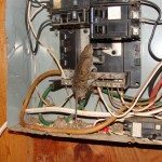 Mouse in panel