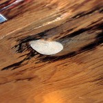 Mushroom in attic