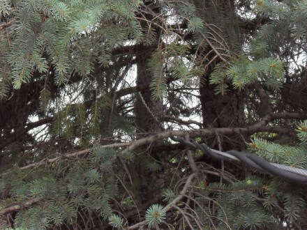 Trees rubbing on wires