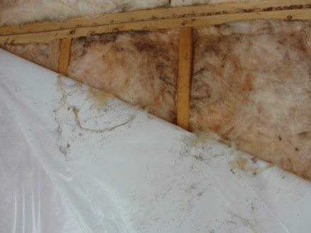 Mold in fiberglass batts 2