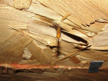 Water dripping from nail head