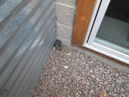 Baby bunny in window well