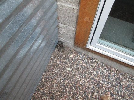 Baby bunny in window well