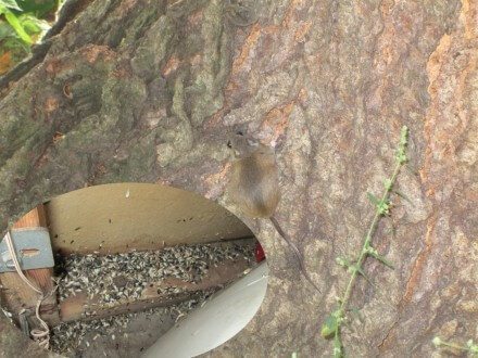 Fat mouse and bird seed