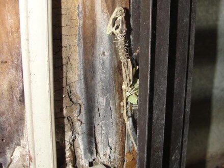 Mouse trapped in window