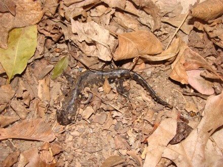 Spotted Salamander