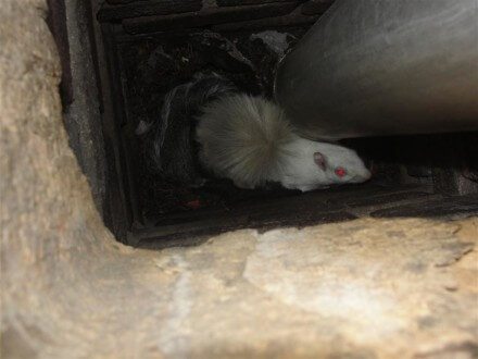 Squirrel in chimney