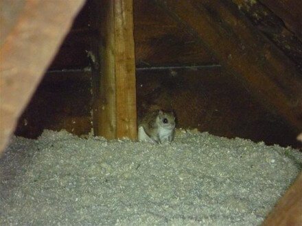 Squirrel in attic
