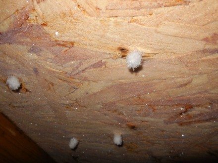 Frost in attic