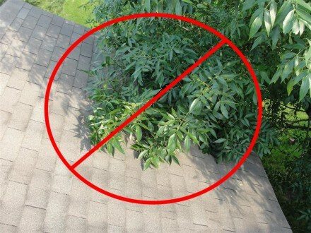 Tree branches rubbing on roof