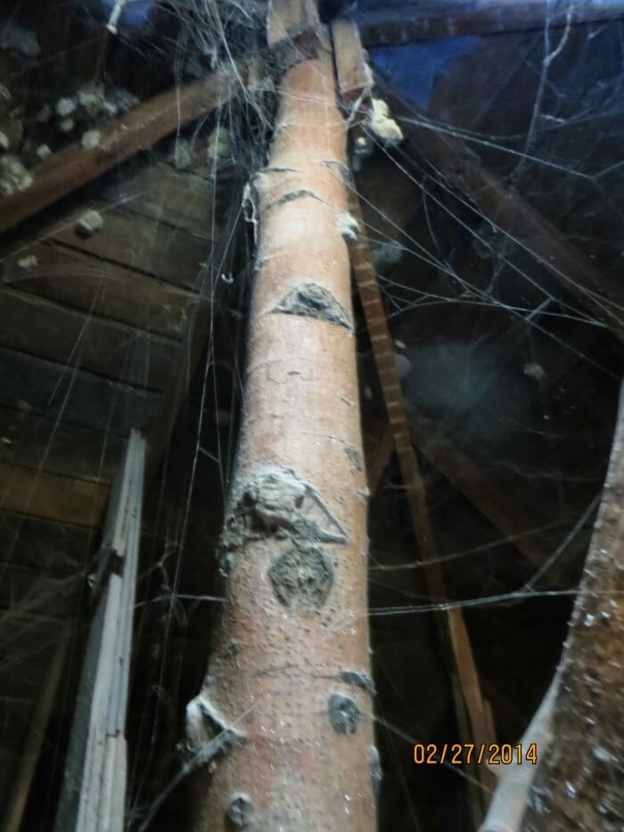 Tree in attic